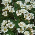 Cotoneaster veitchii P15 (2)